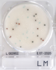 LM