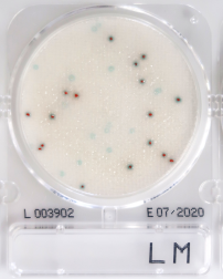LM