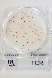TCR